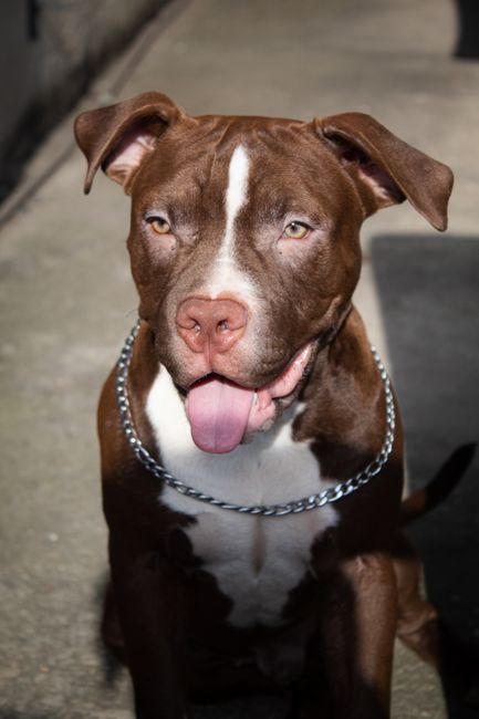 Adana'da Ağızlıksız Pitbull, Kediyi Parçaladı