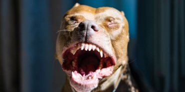 Adana'da Pitbull, Kediyi Telef Etti; Sahibine Tepkiler Yağdı