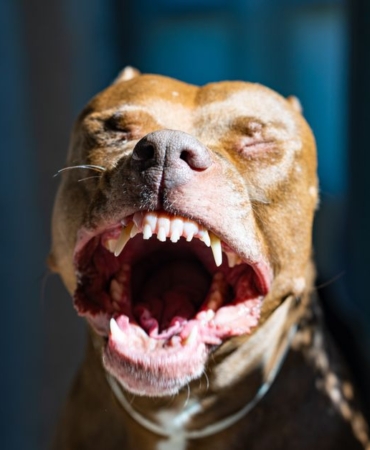 Adana'da Pitbull, Kediyi Telef Etti; Sahibine Tepkiler Yağdı