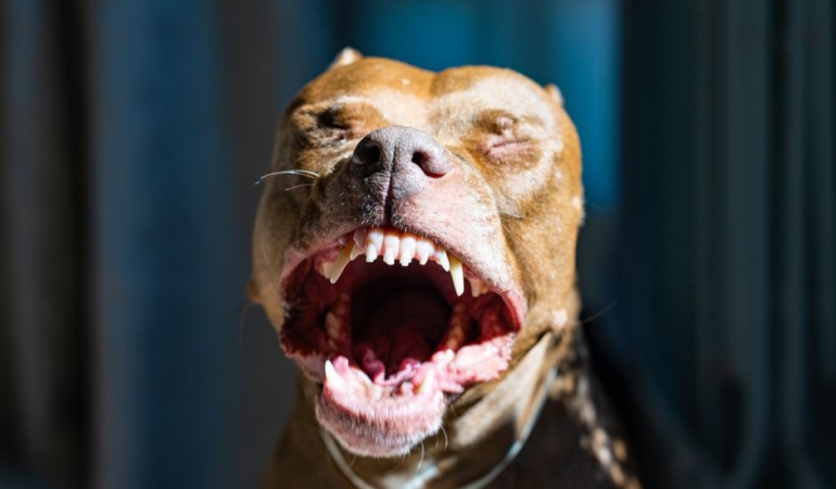 Adana'da Pitbull, Kediyi Telef Etti; Sahibine Tepkiler Yağdı