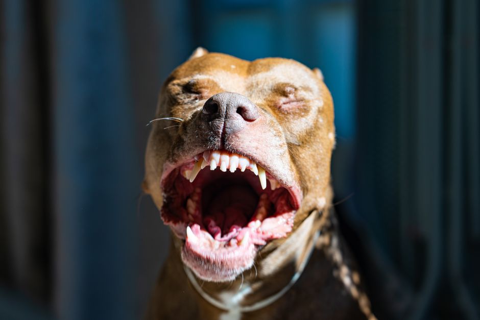 Adana'da Pitbull, Kediyi Telef Etti; Sahibine Tepkiler Yağdı