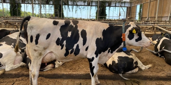 Adana'da embriyo transferi ile sığır genetiği değişiyor