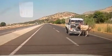 Adıyaman'da kamyonet eşeğe çarptı, kaza anı kaydedildi