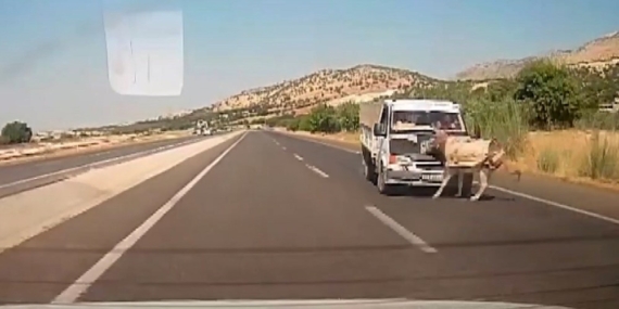 Adıyaman'da kamyonet eşeğe çarptı, kaza anı kaydedildi