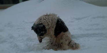 Adıyaman'da köpeklerin kovaladığı anne ve oğlu yaralandı