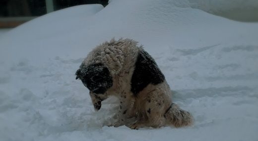 Adıyaman'da köpeklerin kovaladığı anne ve oğlu yaralandı