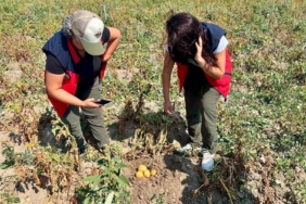 Afyonkarahisar'da Patates Üretiminde Verim Artışı İçin Kontroller Devam Ediyor