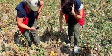 Afyonkarahisar'da Patates Üretiminde Verim Artışı İçin Kontroller Devam Ediyor