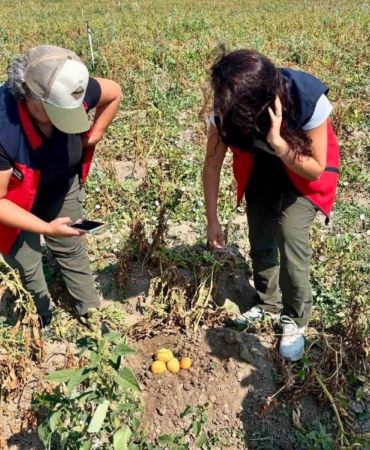 Afyonkarahisar'da Patates Üretiminde Verim Artışı İçin Kontroller Devam Ediyor