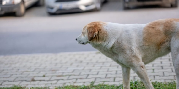 Afyonkarahisar'da köpeğe çarpmamak için manevra yapan otomobil kaza yaptı