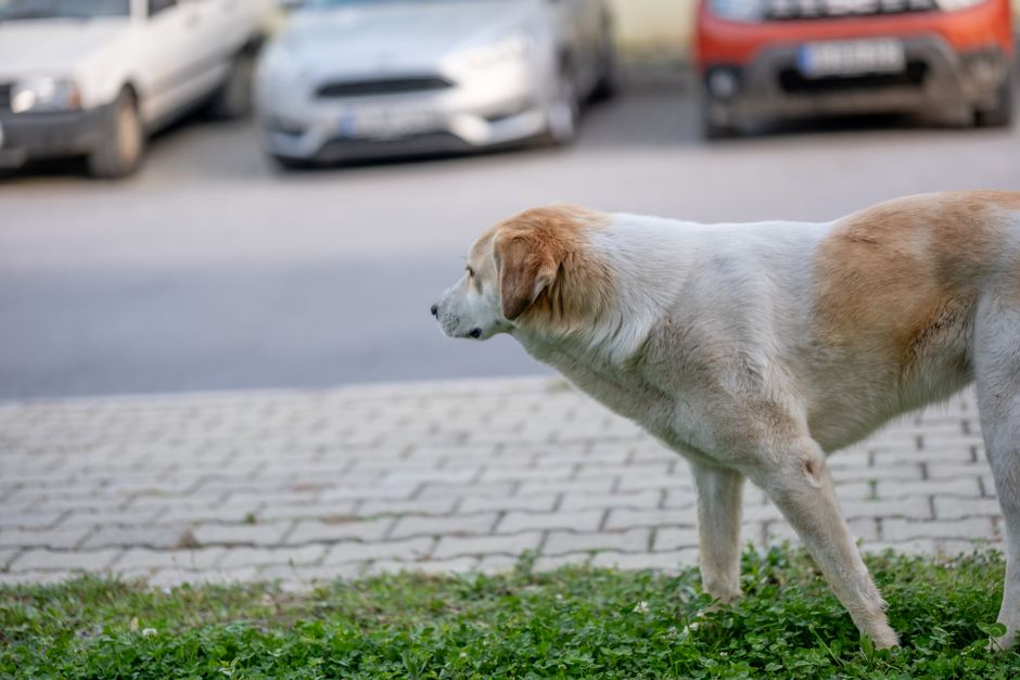 Afyonkarahisar'da köpeğe çarpmamak için manevra yapan otomobil kaza yaptı