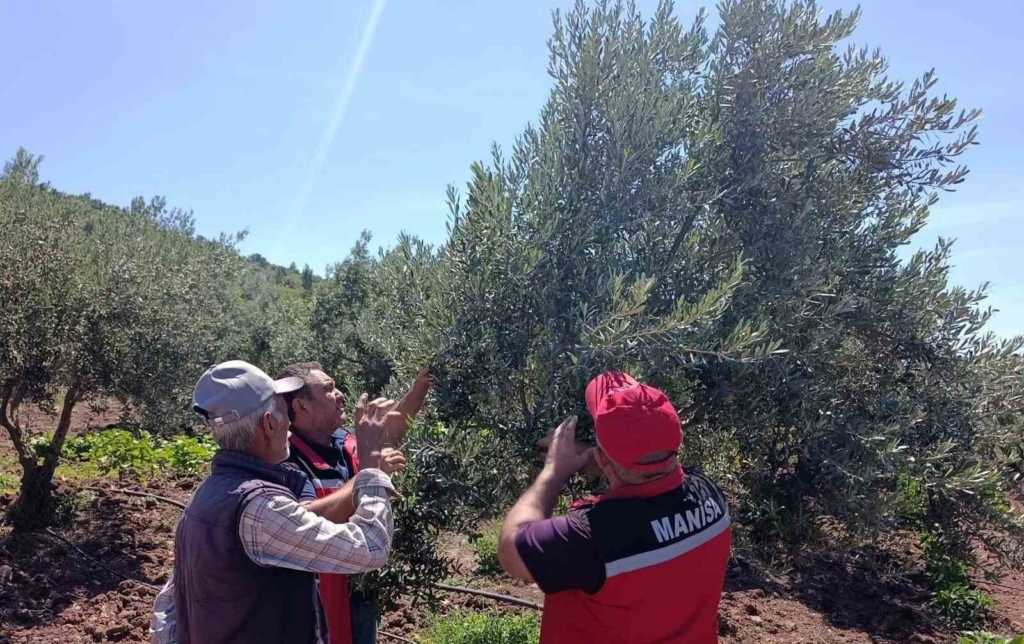 Akhisar'da zeytin üreticilerine hastalık uyarısı yapıldı