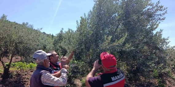 Akhisar'da zeytin üreticilerine hastalık uyarısı yapıldı