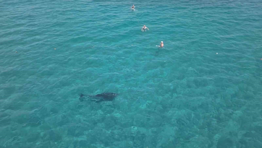 Alanya'da yunus, turistlerle birlikte yüzdü
