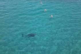 Alanya'da yunus, turistlerle birlikte yüzdü