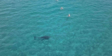 Alanya'da yunus, turistlerle birlikte yüzdü