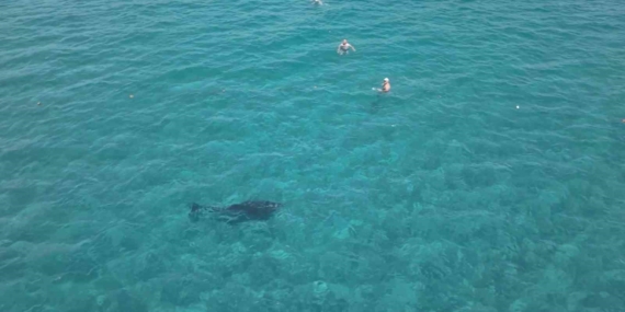 Alanya'da yunus, turistlerle birlikte yüzdü
