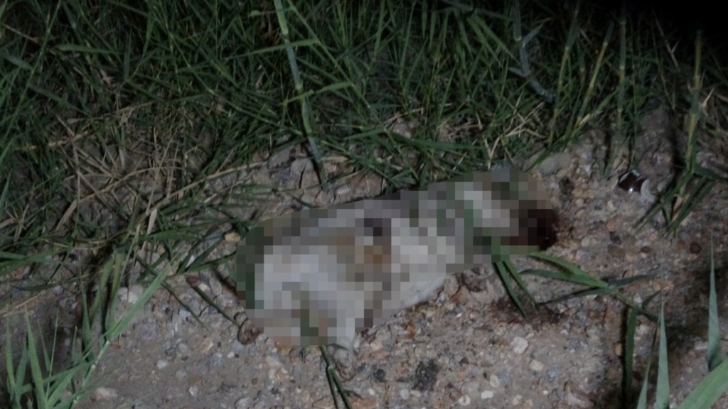 Alman vatandaşı, yavru köpeği öldürdüğü iddiasıyla sınır dışı edildi