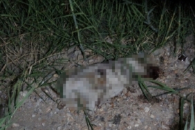 Alman vatandaşı, yavru köpeği öldürdüğü iddiasıyla sınır dışı edildi