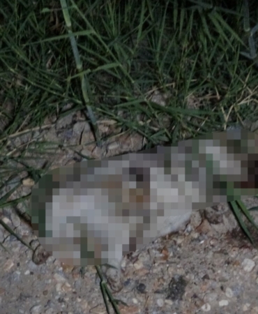 Alman vatandaşı, yavru köpeği öldürdüğü iddiasıyla sınır dışı edildi