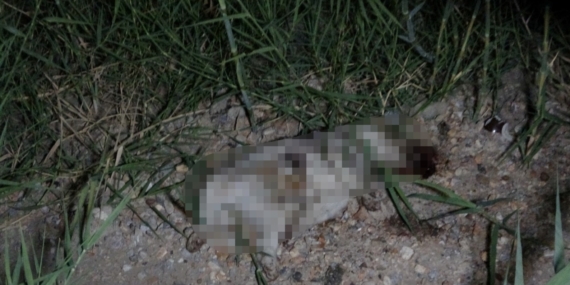 Alman vatandaşı, yavru köpeği öldürdüğü iddiasıyla sınır dışı edildi