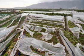 Antalya'da Üreticilere 657 Bin 400 Metrekare Sera Naylonu Desteği