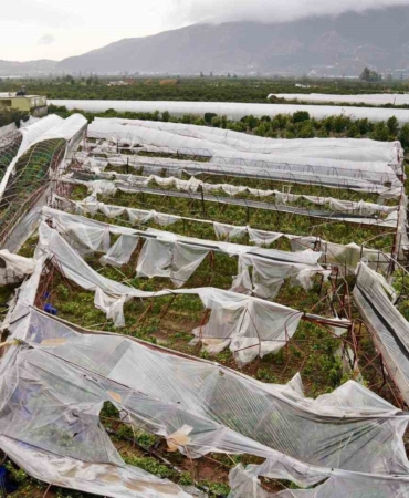 Antalya'da Üreticilere 657 Bin 400 Metrekare Sera Naylonu Desteği