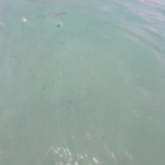 Antalya'da deniz suyunun bulanıklığı mikroplastik kirliliğinden kaynaklanıyor