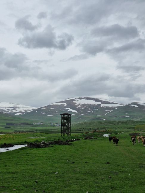 Ardahan'da kuduz vakası nedeniyle karantina uygulaması başlatıldı