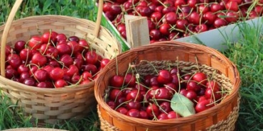 Ayaş domatesinde hasat sezonu başladı