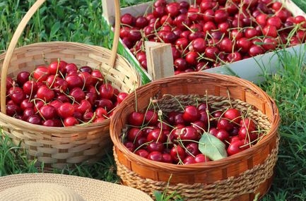 Ayaş domatesinde hasat sezonu başladı