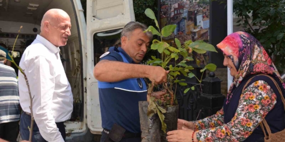 Babadağ Belediyesi çiftçilere ceviz fidanı dağıttı
