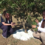 Balıkesir'de Sakız Hasadı Başladı