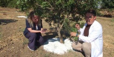 Balıkesir'de Sakız Hasadı Başladı
