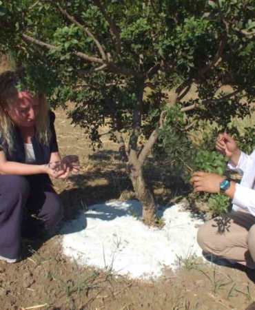 Balıkesir'de Sakız Hasadı Başladı