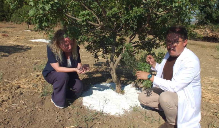 Balıkesir'de Sakız Hasadı Başladı