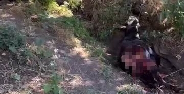 Baykan'da kurt saldırısı sonucu eşek telef oldu