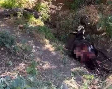 Baykan'da kurt saldırısı sonucu eşek telef oldu