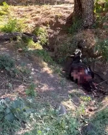 Baykan'da kurt saldırısı sonucu eşek telef oldu