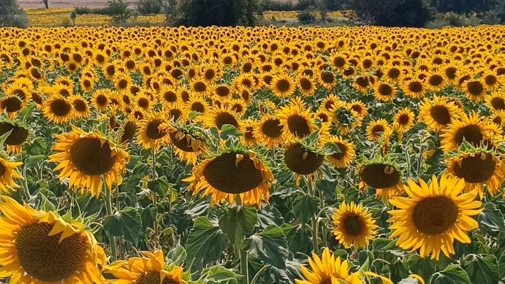 Bilecik'te Ayçiçeği Tarlaları Görsel Şölen Sunuyor