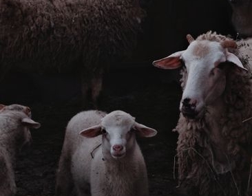 Bilecik'te kaybolan 14 küçükbaş hayvan drone ile bulundu
