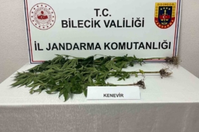 Bilecik'te yasadışı kenevir ekimi tespit edildi