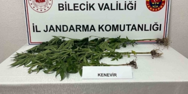 Bilecik'te yasadışı kenevir ekimi tespit edildi