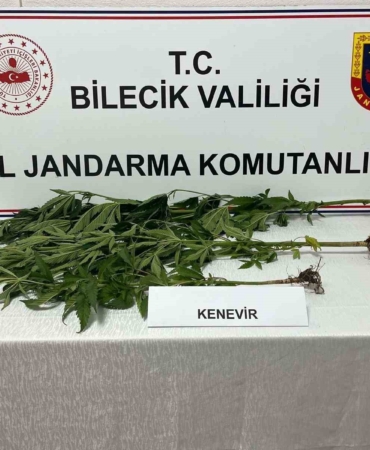 Bilecik'te yasadışı kenevir ekimi tespit edildi