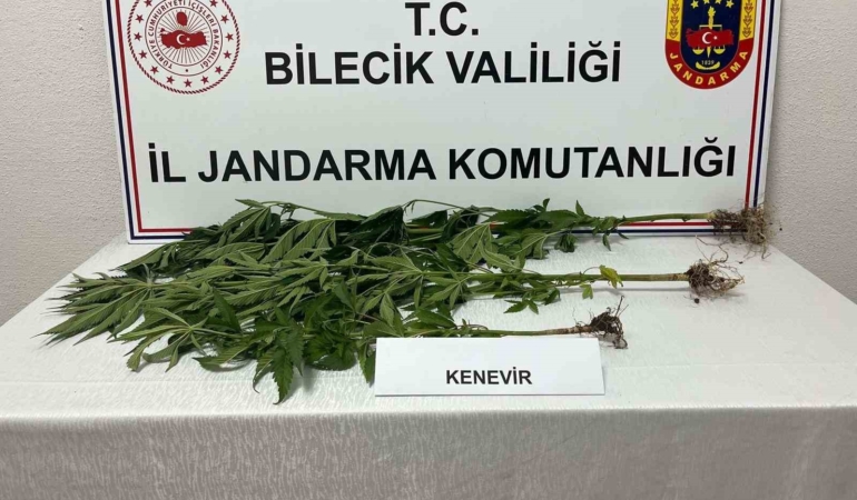 Bilecik'te yasadışı kenevir ekimi tespit edildi