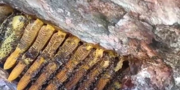 Bingöl'de kayalıklardan kilosu bal çıkarıldı