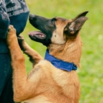Bolu'da Belçika kurdu çocuğu ısırdı, köpek sahibi pes dedirtti