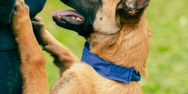 Bolu'da Belçika kurdu çocuğu ısırdı, köpek sahibi pes dedirtti