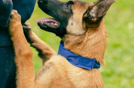 Bolu'da Belçika kurdu çocuğu ısırdı, köpek sahibi pes dedirtti