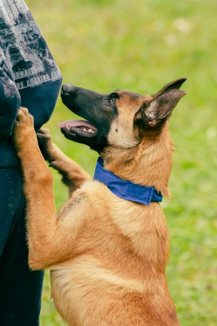 Bolu'da Belçika kurdu çocuğu ısırdı, köpek sahibi pes dedirtti